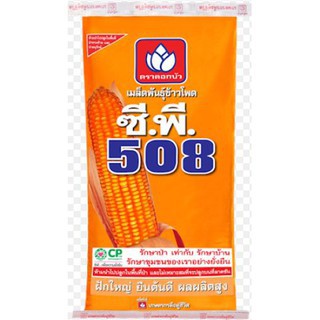 ข้าวโพดพันธุ์ ซีพี508 ขนาด10กิโลกรัม ผลผลิตสูง สินค้าพร้อมส่ง