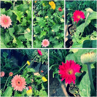 🌸ดอกเยอบีร่า Gerbera🌸🌿ไม้ประดับบ้าน ต้นไม้ดูดสารพิษในอากาศ🌿