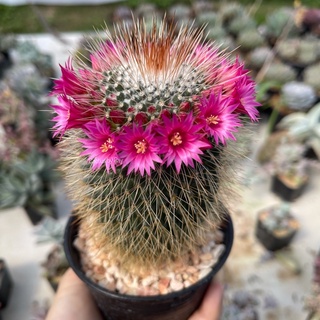 แมมมิลลาเรีย สปินโนซิสซิมา หนามแดง Mammillaria spinosissima “Red-Headed Irishman”