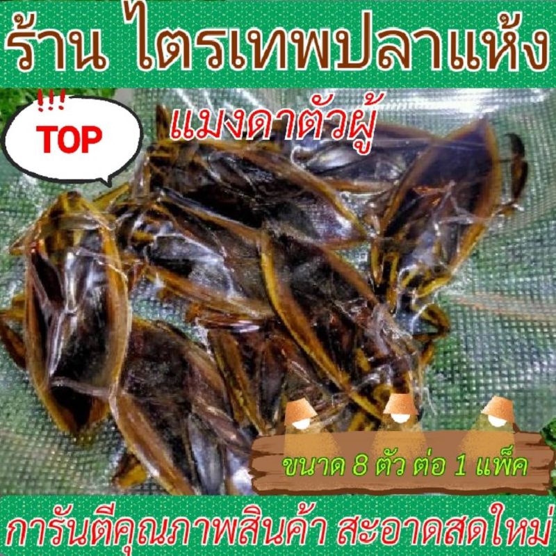 แมงดาตัวผู้ ขนาด 8 ตัว