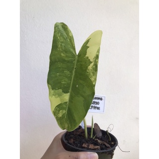 - Philodendron burle marx variegated - ** คัดด่างสุดหัวใจจจ **