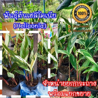 ต้นพันธุ์เฮลิโคเนีย (Heliconia)  จำหน่ายยกกระถางพร้อมขยายหน่อ  มีประกันระหว่างขนส่ง พร้อมจัดส่ง(จำกัด1กล่อง/1กระถาง)