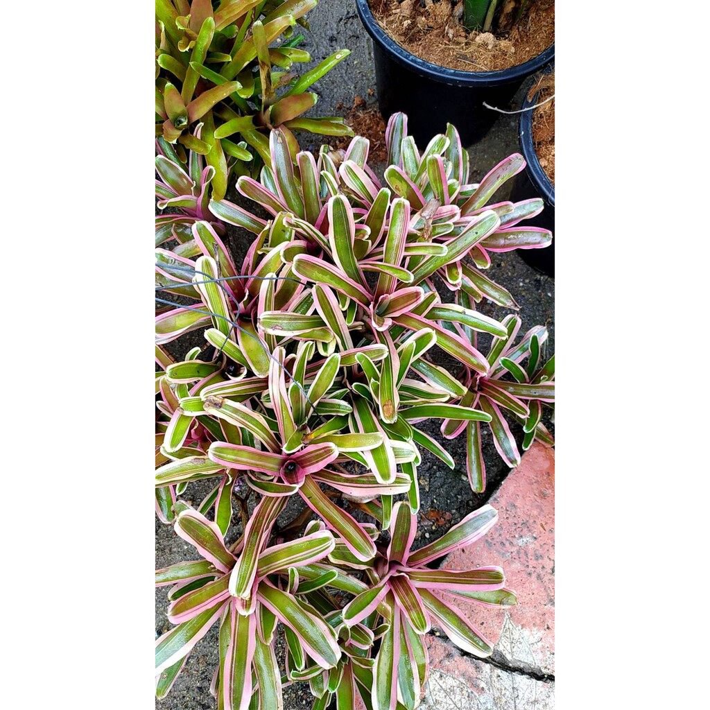 ซื้อ 1 แถม 1，50 เมล็ด (ไม่ใช่พืช)。สับปะรดสี ไซส์มินิ ไม้กอ ตัดขายหน่อ สีชมพู上衣/苹果/花园/玫瑰/园艺/帽子/男装/see