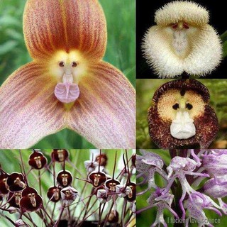 เมล็ดพันธุ์ กล้วยไม้หน้าลิง ต้นไม้ประดับ 10เมล็ด คละลายMonkey Face Orchid Bonsai Plant House Garden Flower Seeds