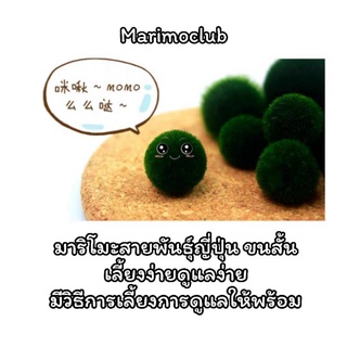 [แท้💯%] มาริโมะสายพันธุ์ญี่ปุ่นแท้  marimo รับประกันคุณภาพตัวอ้วนกลมน่ารักแน่นอน เลี้ยงแล้วขนฟู🍀 มีวิธีการเลี้ยงแถมให้