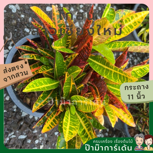 มุมมอง 3