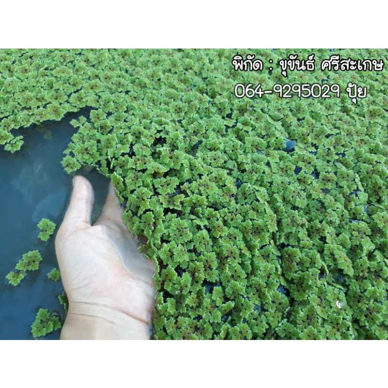 💥ถูกที่สุด💥 [500g.]แหนแดงสายพันธุ์ อะซอลล่า ไมโครฟิลล่า (Azolla microphylla) 