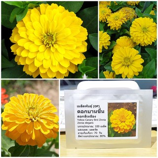 เมล็ดพันธุ์ ดอกบานชื่นสีเหลือง (Yellow Canary Bird Zinnia Seed) บรรจุ 100 เมล็ด คุณภาพดี ของแท้ 100%