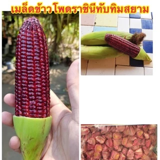 ข้าวโพดหวาน ราชินีทับทิมสยาม ดร.เป็ก ข้าวโพดกินสด ข้าวโพดกินดิบ (ขนาด 100,500 เมล็ด)