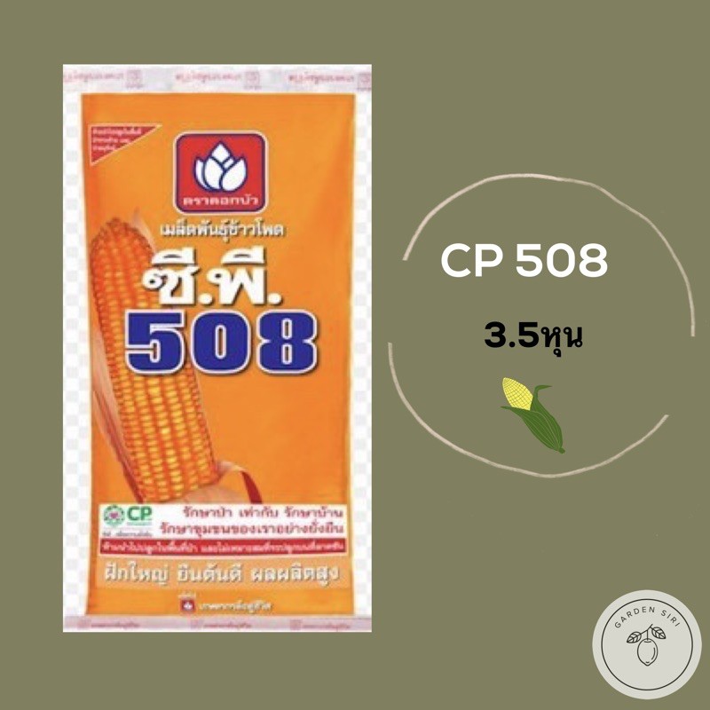 เมล็ดพันธุ์ข้าวโพดเลี้ยงสัตว์ ซีพี508 CP 10kg. ขนาด 3.5หุน ฝักใหญ่ ยืนต้นดี ผลผลิตสูง