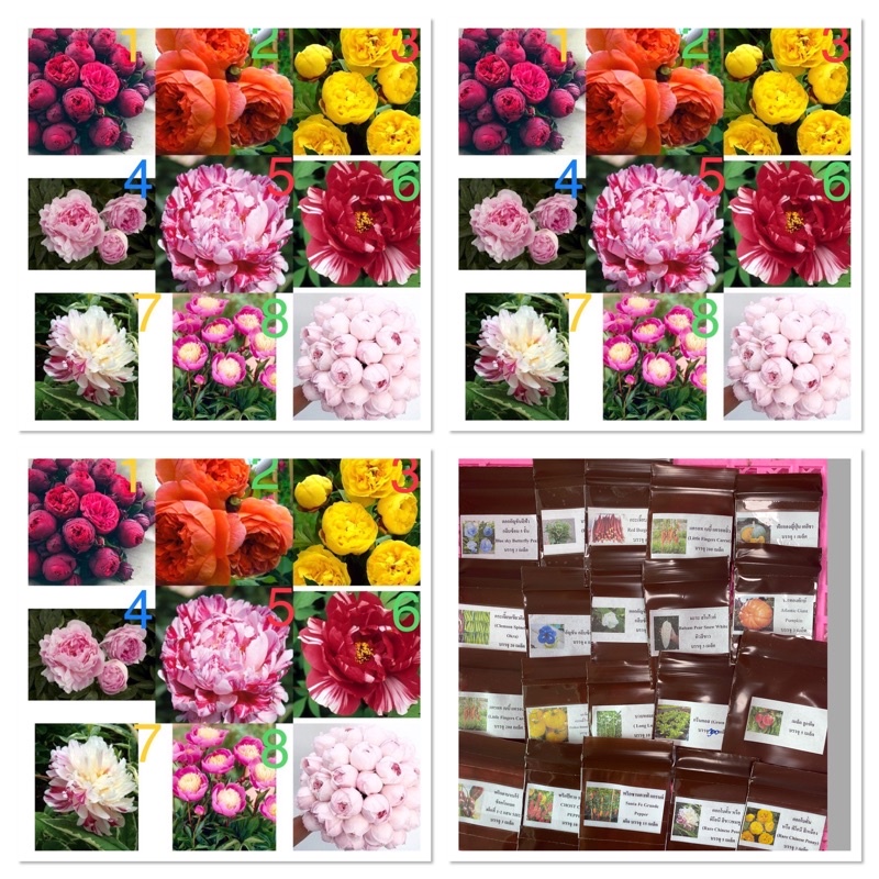 เมล็ด ดอกโบตั๋น หรือ พิโอนี (Rare Chinese Peony Seeds)จำนวนเมล็ดอยู่ที่รายละเอียดสินค้าค่ะ