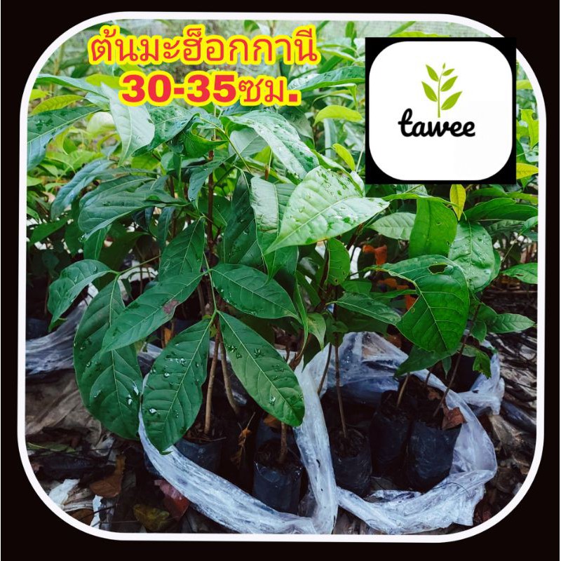 ต้นมะฮ็อกกานี 30-35ซม. ต้นมะฮอกกานี มะฮอกกานี มะฮ็อกกานี