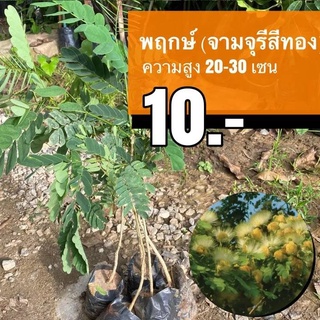 พฤกษ์ (จามจุรีสีทอง) ต้นละ 10 บาท