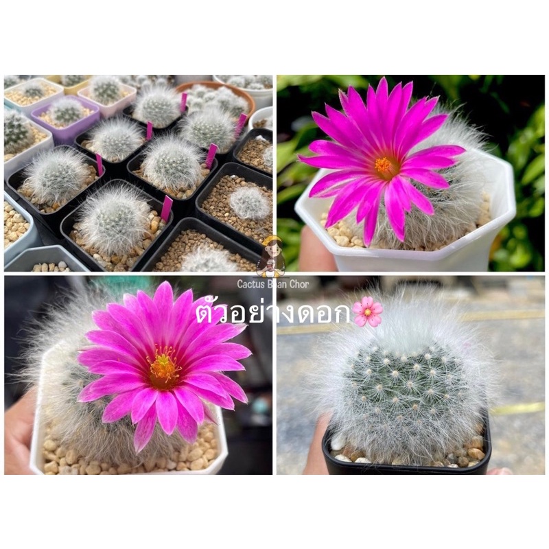 #36(แคคตัส) Mammillaria guelzowiana lau 640