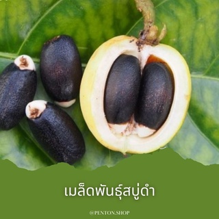 เมล็ดพันธุ์สะบู่ดำ 2 เมล็ด โปรดสั่งสินค้าภายในร้าน30บาทขึ้นไป