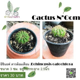 กระบองเพชรอิชินอฟ ดาวล้อมเดือน (Echinopsis calochlora