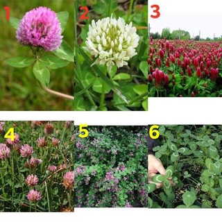 เมล็ดพันธุ์ โคลเวอร์ ( Clover Seed) บรรจุ 50 เมล็ด มีให้เลือก 6 ชนิดค่ะ