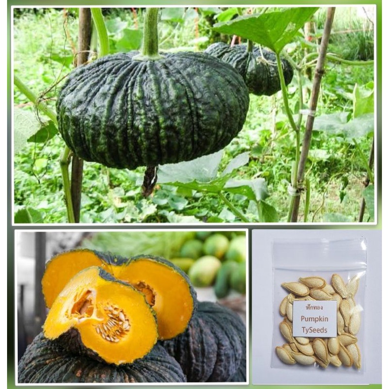 เมล็ดพันธุ์ ฟักทอง 10 เมล็ด [ 10แถม2 ]คละได้