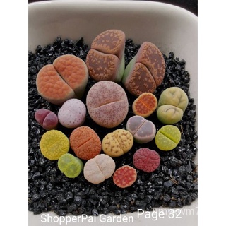 Assorted colourful lithops plants living stones not succulents succulent plant上衣/玫瑰/内裤/通心菜/生菜/向日葵/裙子/儿童/木瓜/seeds/ CHBF