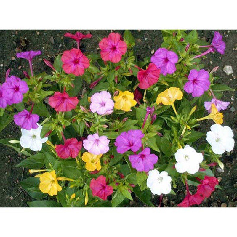 เมล็ดพันธุ์ โรงงานพันธุ์ ดอกบานเย็น คละสี (Four oclock Flower Mix