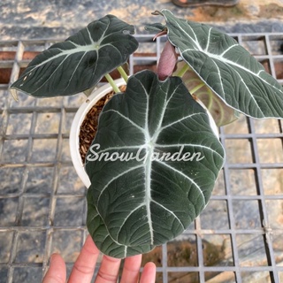 อโลคาเซียแบล็คเวลเวทใบกำมะหยี่ ✨(Alocasia Black Velvet) กระถาง 5นิ้ว