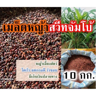 เมล็ดหญ้าสวีทจัมโบ้ 10 กก. +รับประกันงอกดี+ เมล็ดจัมโบ้ 🚚ส่งคุ้มถูก💥 ใหม่มาก พร้อมปลูก หญ้าจัมโบ้