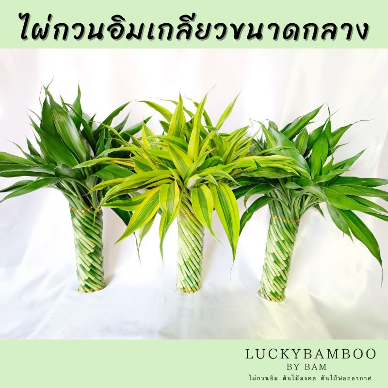 ไผ่กวนอิมแบบเกลียวขนาดกลาง สูง 40-45 cm