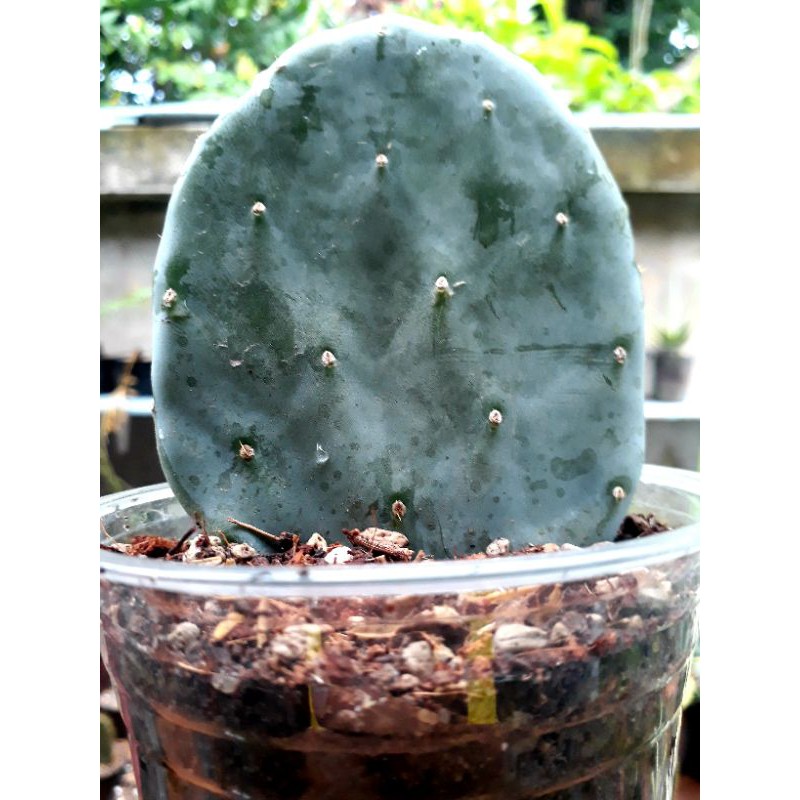 Opuntia robusta giant  ขนาดประมาณ 4 นิ้ว