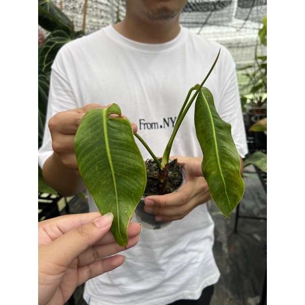 P. hetero ไม้ยอด2ใบหลอด แรร์