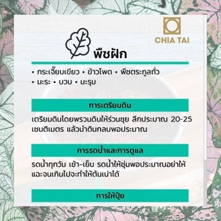 GGEW พริกขึ้หนูพัฒนฉันท์ 150เมล็ด ตราศรแดง พริกช่อ แบบเม็ดใหญ่เมล็ดพันธุ์พระราชทาน จันกะผัก Bunch Chilli
