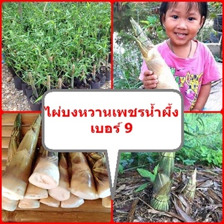 ไผ่บงหวานเพชรน้ำผึ้งเบอร์9 #ไผ่บงหวานเบอร์9 ไผ่หวานกินดิบได้ ต้นพันธุ์ขุดเหง้าสูง 30-50 ซม.รับประกันพันธุ์แท้ 100%