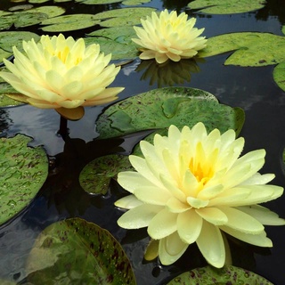 100 เมล็ด เมล็ดบัว สีเหลือง นำเข้า บัวนอก สายพันธุ์เมล็ดบัว Waterlily Nymphaea Seeds