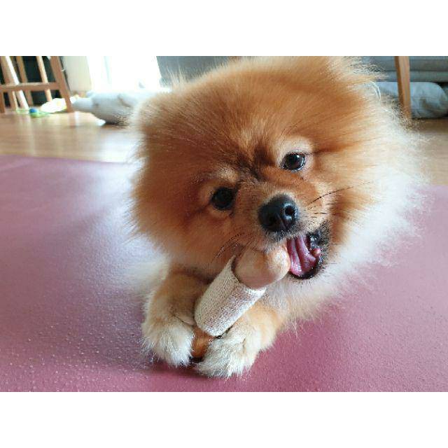 กระดุกกัดสำหรับสุนัข Mango Wood Bone ทำจากไม้มะม่วงแท้ Organic ที่ผ่านกระบวนการฆ่าเชื้อ ปลอดภัย 100% - รูปที่ 2