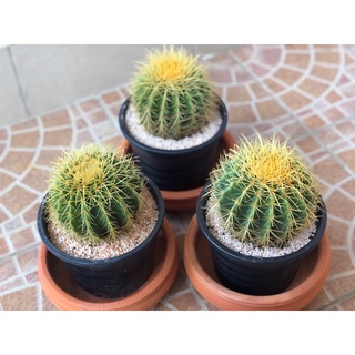 💥ราคาพิเศษ กระบองเพชร ถังทอง  🌵 หัวใหญ่ 7-12cm(จัดส่งเเบบถอดกระถาง เคาะดินออก)