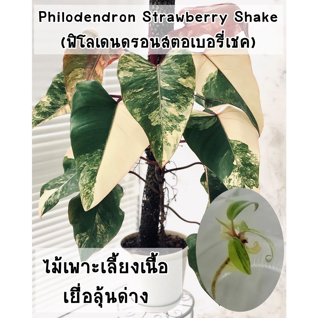 ต้นฟิโลเดนดรอนสตอเบอรี่เชค (Philodendron Strawberry Shake) ไม้เพาะเลี้ยงเนื้อเยื่อ อนุบาลแล้ว