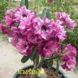 12 เมล็ด เมล็ดพันธุ์ ชวนชม สายพันธุ์ไต้หวัน ดอกสีม่วง Adenium Seeds