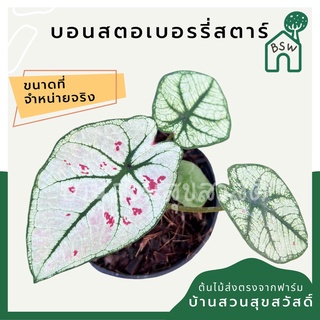 บอนสี สตอเบอรี่สตาร์ ใบสีขาว (Caladium strawberry star) กระถาง 4 นิ้ว