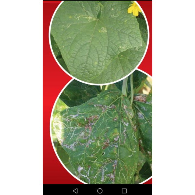 ไบรด้า ยาฆ่าเพลี้ยทุกชนิด แมลงหวี่ขาว หนอนชอนใบ สูตรน็อคเย็น ปลอดภัย ไม่รัด ไม่กัดนวล 100 กรัม (ตัวเดียวกับโปรวาโด้) - รูปที่ 4