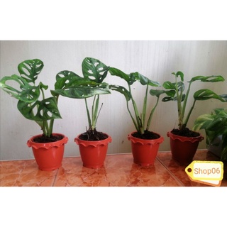 พลูฉลุ Monstera Obliqua ส่งพร้อมกระถาง 6 นิ้วนำไปตั้งโชว์ได้ทันทีเป็นต้นไม้ฟอกอากาศ ไม้ประดับ ไม้สวยงาม ไม้มงคล พร้อมส่ง