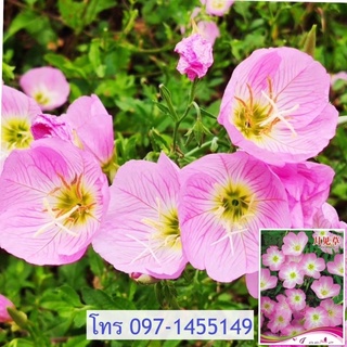 เมล็ดอีฟนิ่งพริมโรสสีเหลือง/สีชมพู  yellow/Pink Evening Primrose  เมล็ดนำเข้า