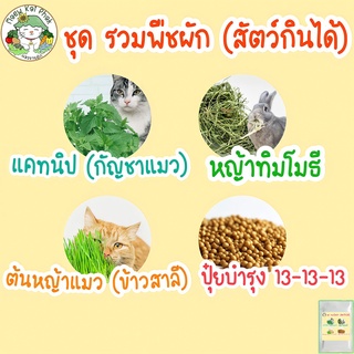 เมล็ดพันธุ์ รวม ชุด ดอกไม้ ผัก ผักสวนครัว สัตว์กินได้ ปลูกง่าย โตไว แคทนิป/ตำแยเเมว/หญ้าแมว/หญ้าทิมโมธี พร้อมส่ง ขายดี