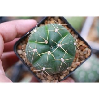 ยิมโนคาไลเซี่ยม ฮอสทิอาย (Gymnocalycium horstii) ขนาด 4 cm++