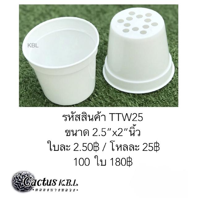 TTW25 กระถางต้นไม้แคคตัส ขนาด 2.5 x 2นิ้ว 1 โหล