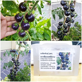 เมล็ดพันธุ์ มะเขือเทศสีม่วง (Indigo Rose Tomato Seed) บรรจุ 10 เมล็ด คุณภาพดี ราคาถูก ของแท้ 100%