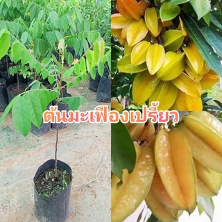 ต้นมะเฟืองเปรี้ยว ชุด2ต้น79 สูง50-60ซ.(รับประกันสินค้าชำรุดเคลมฟรี)