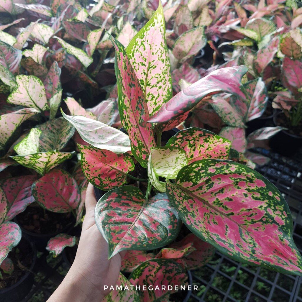 มุมมอง 2