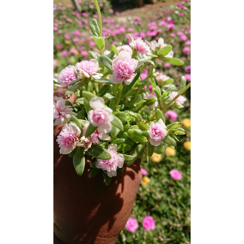 ดอกไม้. ไม้ประดับ.krokot/mossrose .softpink/stek. Rod.krokot