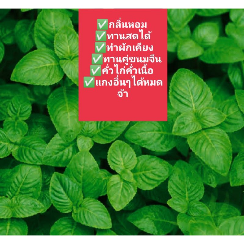 ผักราน้ำ1ชุดได้10ต้น(อ่านรายละเอียดก่อนสั่ง