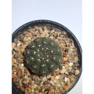 ยิมโนจานบินแคคตัส Gymnocalycium regoesei ไม้สะสม แคคตัส กระบองเพช น้องบอง ยิมโนสวยๆ