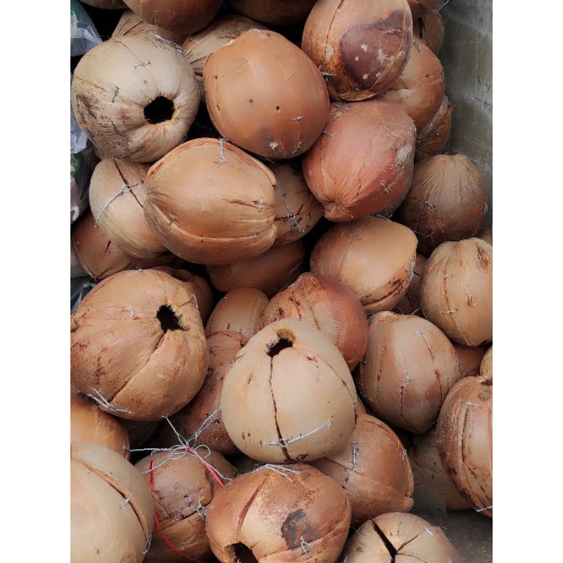 ลูกมะพร้าวทำรัง นกหงส์หยก กระรอก กระแต ซูการ์ฯ